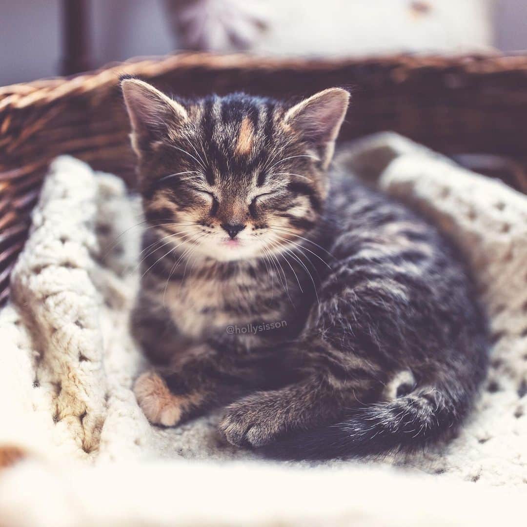 Holly Sissonさんのインスタグラム写真 - (Holly SissonInstagram)「Meet Emma! My mom’s new darling kitten! Expect to see lots of her here and on @pitterpatterfurryfeet ☺️🐱❤️ #toronto #kitten #tabby #mainecoonkitten ~ Canon 1D X MkII + 35 f1.4L @ f1.4 See my bio for full camera equipment information plus info on how I process my images. 😊 ~ @bestmeow #bestmeow」6月7日 0時10分 - hollysisson