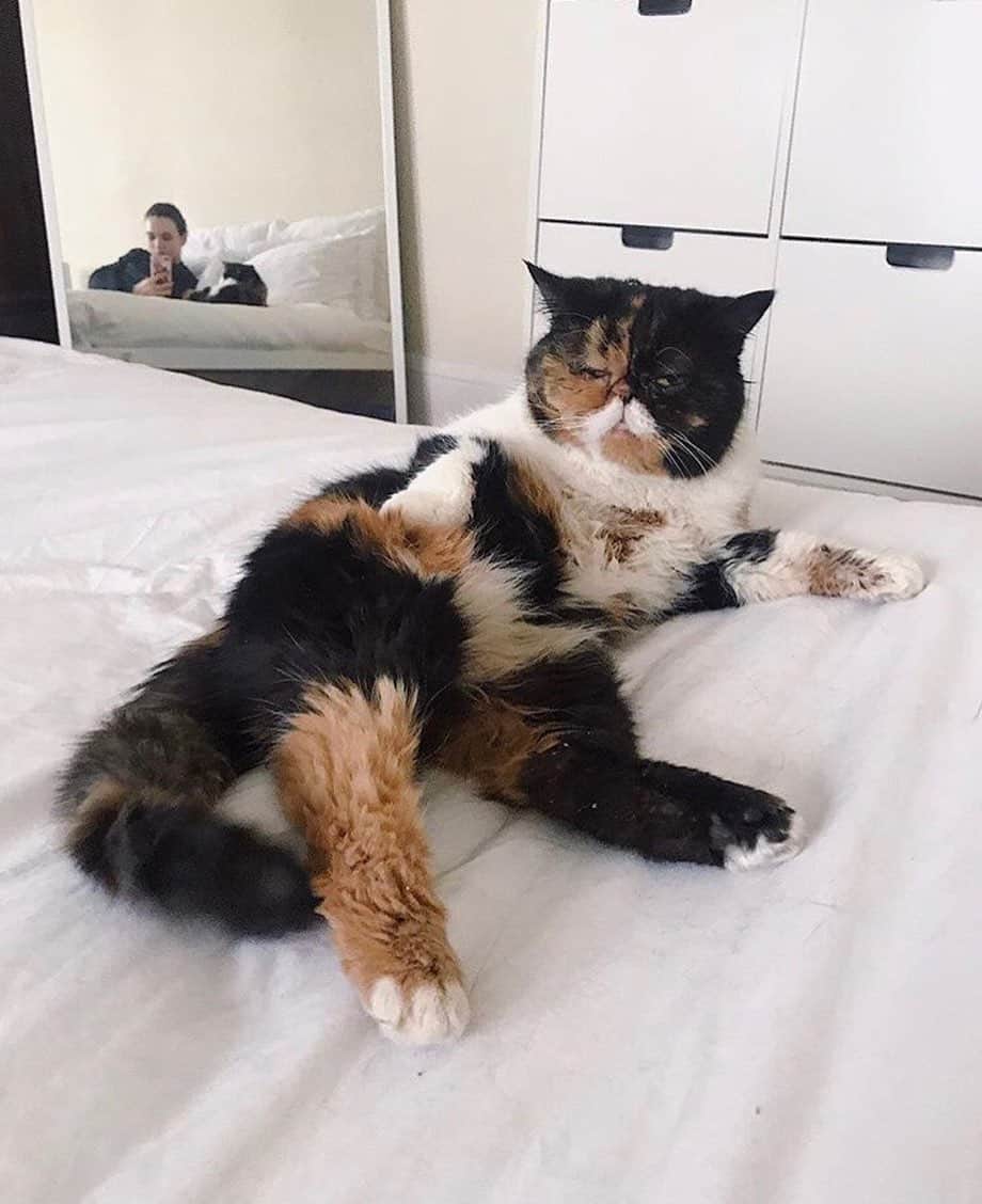 のインスタグラム：「ONE month left until @meowfestival!🐾 Get your tickets to meet Pudge and rub dat belly in Toronto on July 6th: www.meowfest.com/tickets 😽🇨🇦」