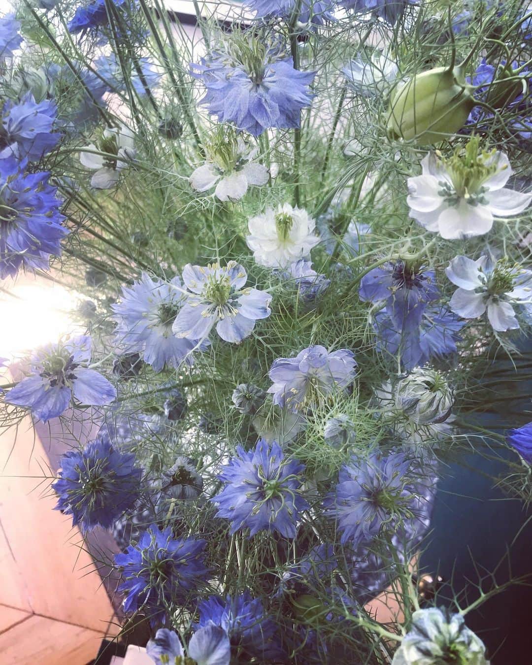 アレクシマビーユのインスタグラム：「Delicate Nigella flowers @alexismabille  #homesweethome #nigella #nigellededamas #nigelle #flowers #fleurs #pastels #blue #paleblue #shadesofblue #spring #delicacy  #alexismabille」