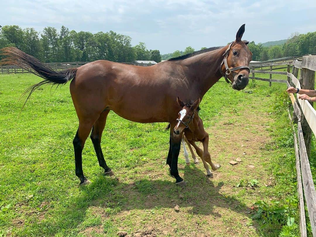 アマンダ・サイフリッドさんのインスタグラム写真 - (アマンダ・サイフリッドInstagram)「Mama and foal」6月7日 0時43分 - mingey