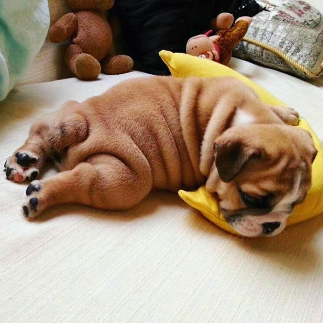 Bodhi & Butters & Bubbahさんのインスタグラム写真 - (Bodhi & Butters & BubbahInstagram)「Rolls on rolls 💁🏼‍♀️ . . . . . #bulldog #bestoftheday #dogsofinstagram #puppy #love #my #life #thick #morning #smile @jmarcoz」6月7日 0時46分 - keonistuff