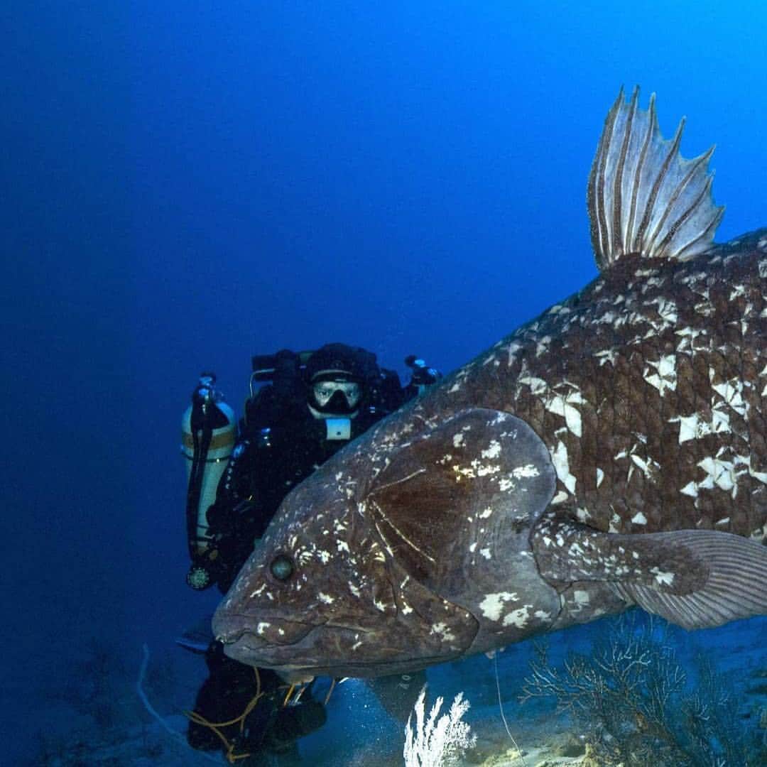 ナショナルジオグラフィックのインスタグラム