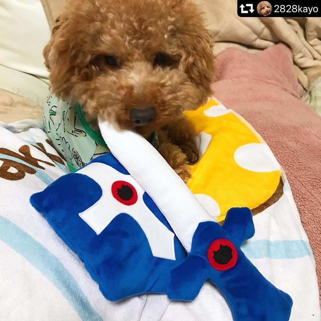 iDog&iCatのインスタグラム