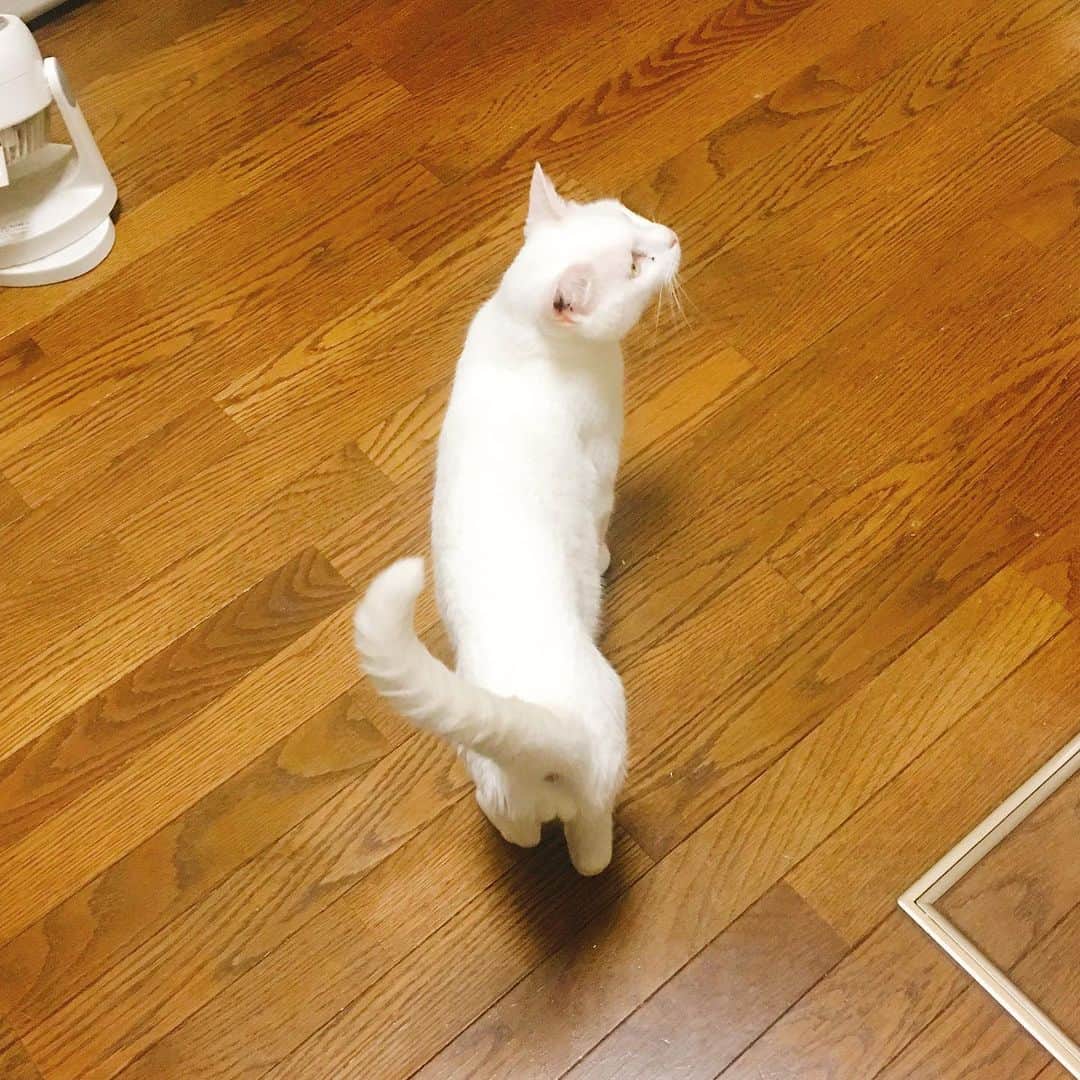 金巻ともこさんのインスタグラム写真 - (金巻ともこInstagram)「お客さまがいなくなると出てくるタイプのハク。 #kurohakuchai #cat #猫 #白猫 #whitecat」6月6日 16時33分 - tomotomoco