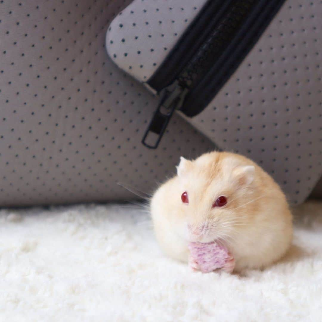 hamster_mocoのインスタグラム