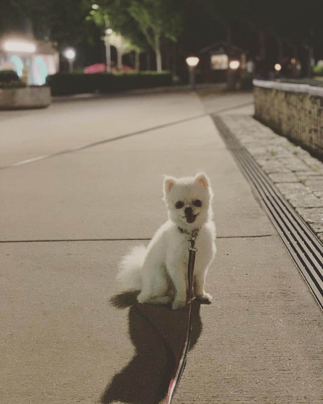 Diem、さんのインスタグラム写真 - (Diem、Instagram)「#ange #pomeranian . . 자주 산책 못시켜줘서 미안해 아빠가😞」6月6日 16時55分 - diem__