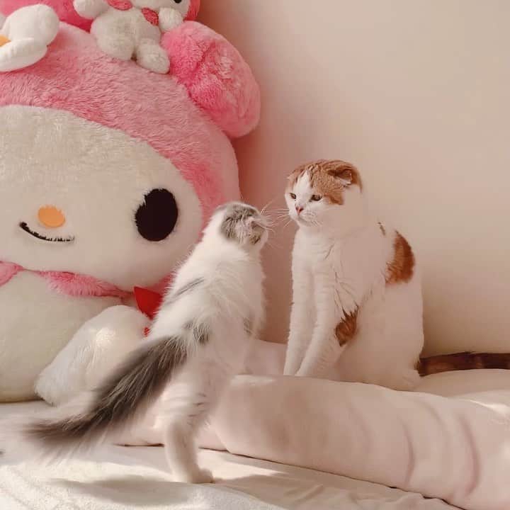 のインスタグラム：「左パンチ4発お見舞いするチンピラぱんと優しくて動じないのんちゃん ・ 午後のお昼寝タイムはのんちゃんも必ず参加します♡朝の二度寝はガールズのみです。 #scottishfold #catstagram_japan #catsofinstagram #cats_of_instagram #catoftheday #purr #ilovemycat #bestmeow #catlover #cutecat #kittensofinstagram #cute #スコティッシュフォールド」