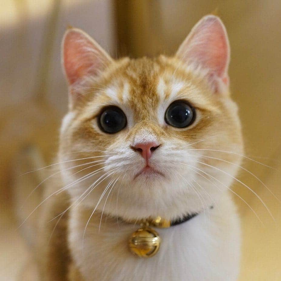 Aww Clubのインスタグラム