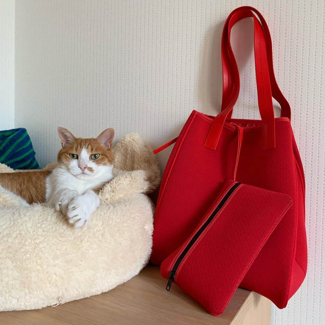 リプリー王子さんのインスタグラム写真 - (リプリー王子Instagram)「2019.06.06 #0606ripleyn  きゃーーー😍 @qbag_japan さんのフォロ割で ゲットさせていただいたバッグが届きました！ 思っていた以上に可愛い！ 赤大好きなワタシですが、 気にいる赤って少ないんですが これは色もとってもいい！ 大きさもちょうどやし、付属のポーチも 大きさもあって使いやすそう🎶 こちらは picon MサイズのREDです。 @qbag_japan さん ありがとうございました！ フォロー割まだ開催中ですよー！ . #qbag #qbagフォロ割 * . #無敵の親バカ同盟 #シブにゃん隊over10  #チームラスカルにゃん#りぷちん #りぷちん2019 #りぷちんをダメにするベッド」6月6日 17時45分 - ripleyn