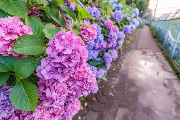 レッツエンジョイ東京のインスタグラム