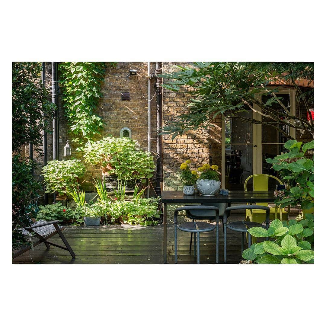 The Modern Houseさんのインスタグラム写真 - (The Modern HouseInstagram)「Get your green fingers twitching with this round-up of inspiring summer gardens, sourced from our homes currently for sale 🌱  #greatoutdoors #greenthumb #gardeninspo」6月6日 17時54分 - themodernhouse