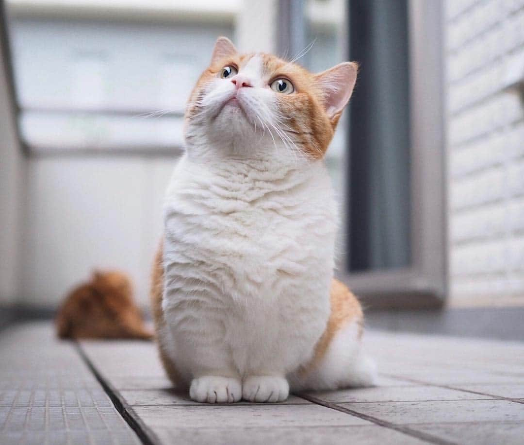 茶太郎 & きなこさんのインスタグラム写真 - (茶太郎 & きなこInstagram)「きなこ💖 鳥さん🕊待ってるにゃฅ( ̳• ·̫ • ̳ฅ)💕 Kinako is waiting for the birds to come😽🕊💕 #きなこの豊満なむにゃ毛にお顔埋めてにゃ #茶太郎師匠とベランダでくつろいでるにゃ #マンチカン#猫#munchkin #cat#catstagram #amazing#ねこ#茶トラ#短足#catsofinstagram#excellent_cats#9gag#cats_of_world_#instacat_meows#bestcats_oftheworld#catsofig#instacat#cats_of_instagram」6月6日 18時00分 - amaccho5160