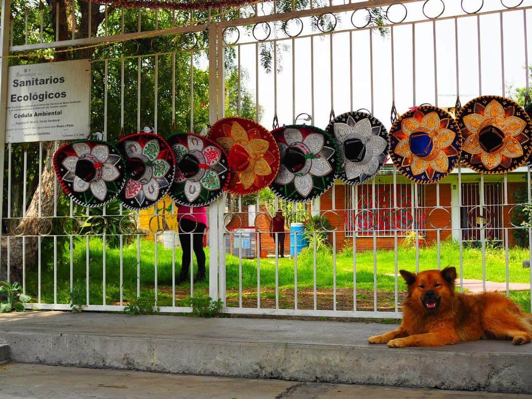 野村祐希さんのインスタグラム写真 - (野村祐希Instagram)「メキシコで出逢った犬猫達🐶🐱 * * * みんな可愛すぎて、でも狂犬病とかあるから触っちゃダメて言われて全然触れ合えなかった😩 * * * 唯一触れ合えたのはリメンバーミーに出てくる犬のモデルにもなった「ショロイッツクゥイントリ」っていう犬種のワンコ達。 人が死んだ時に導いてくれるんだってさ。 死者の日の時にもね。 * * * みんな可愛いでしょ🥺  #mexico #perro #gato  #xoloitzcuintli」6月6日 18時04分 - yuknmr