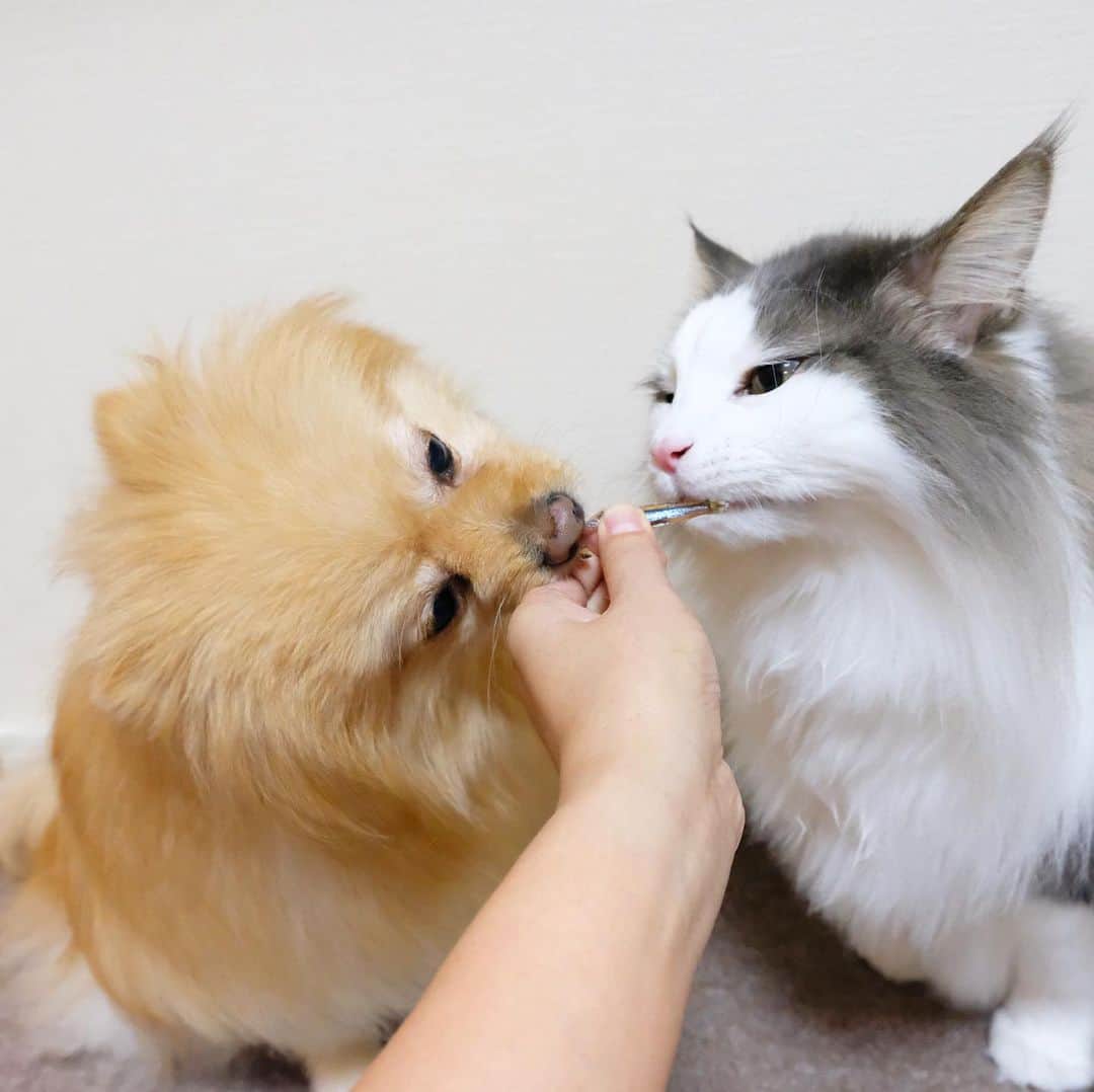 Hanaさんのインスタグラム写真 - (HanaInstagram)「ブログ更新しました♪ プロフィールから飛べます🚀 http://kedamakyoudai.blog.jp/ * ウマウマポッキー * 両端からポリポリ食べて… * 🐶👄👄😽 * * #NorwegianForestCat#Pomeranian#japan#catlover#doglover#dogs#cat#Kawaii#fluffy#pom#fluffydog#catsofinstagram#dogsofinstagram#fluffycat#ノルウェージャンフォレストキャット#ポメラニアン#gatto#pecoいぬ部#cane#ペコねこ部#可愛い#かわいい#cute#cutecat#cutedog#funny#funnydog#funnycat」6月6日 18時06分 - mofu2family