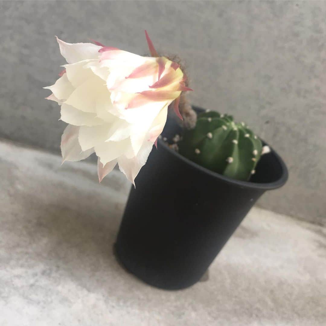 今村沙緒里のインスタグラム：「サボテンの花。 きれいに咲きました🌵！ ・ 久しぶりに、前に住んでいた家の 管理人さんに会いに行ったら… 「きゃー！！」 って喜んでくれて、2人で大爆笑🐶 「あと1日で咲くから！」 帰り際に、このサボテンを渡されて ドキドキしてたら 今日、真っ白な花が咲きました！ 1日しか咲かないみたい。 ミラクルな花。 うれしいな、気持ちも。 ・ やっと、いろいろが落ち着いてきて 自分のこと、これからのこと 考える時間ができてきました。 不思議なことに、ばったり会ったり 懐かしの方から連絡あったり おもしろい日々です。わくわく。 はじまりが、楽しみ、です☺︎ ・ Cactus flower！ Beautiful present❤︎ ・ #flower #nature #cactus #miracle #happy #꽃#집 #고마워요 #サボテン #花 #白くて美しい #ミラクル #ありがとう #神聖 #これから」