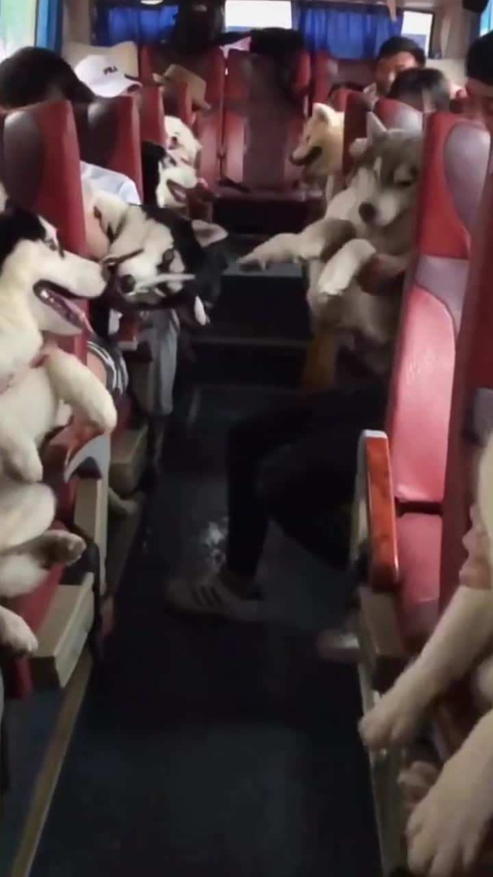 husky and malamuteのインスタグラム