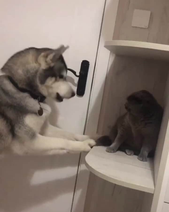 husky and malamuteのインスタグラム：「Arguing with cat again.🙃🙃🙃 follow @alaskandaily （Twitter：alaskandaily）for more cute pic and video.😜 ……………………………………………………………… Each video was approved by the original author. But  don't have a Instagram account. We are first one post those video. So watermark credit @alaskandaily ……………………………………………………………… #alaskan#malamute#alaskanmalamute#alaskanhusky#malamutesofinstagram#puppylife#puppylove#puppydog#puppylover#dogdays#malamutepuppy#huskies#huskeypuppy#huskeiesreq#siberian#huskeiesofig#dogslife#dogsofnyc#cutedog#cutedogs#huskeypics#huskeylovers#huskygram#huskeylove#huskiesofinstagram#dogsofnyc#husky#狗」