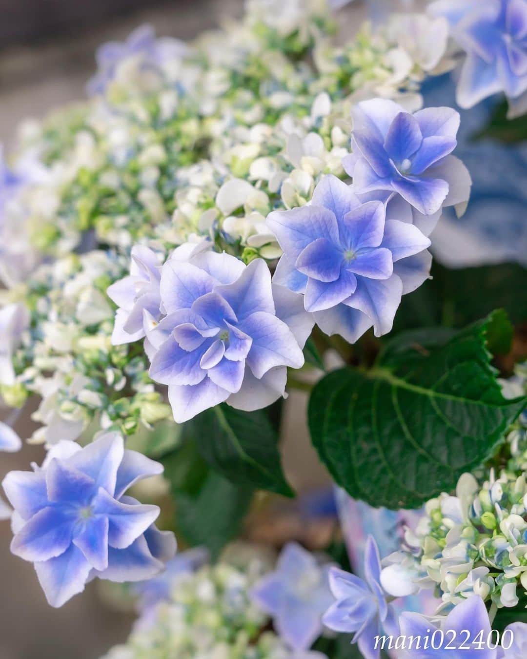 mani022400のグルメインスタ