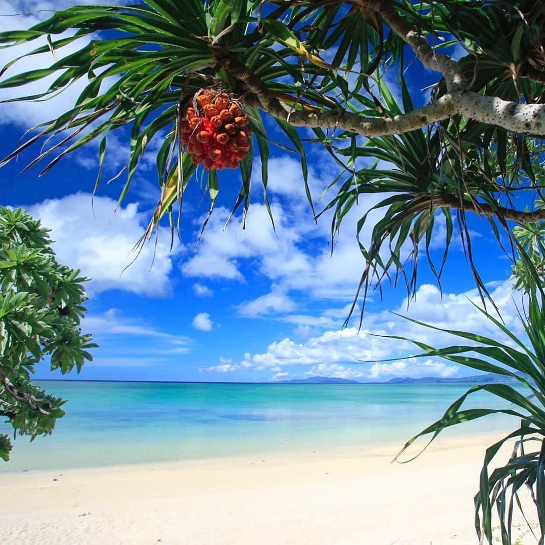 Be.okinawaさんのインスタグラム写真 - (Be.okinawaInstagram)「The "Adan" screw pine trees are often found by the shores of Okinawa. Don't mistake their fruit for pineapples! 📷:@kiyotaka_kitajima_photo  #adan #ishigakiisland  #阿檀 #아단 #이시가키섬 #アダン #石垣島 #beach #beachside #nature #beokinawa #visitokinawa」6月6日 19時08分 - visitokinawajapan