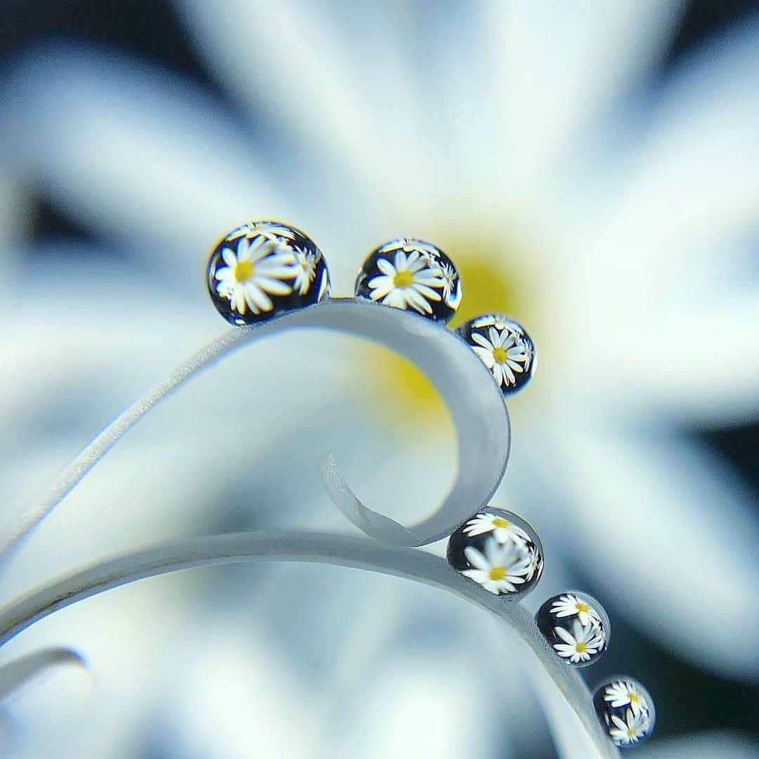 花の写真館のインスタグラム：「Photo by @oukan825.⠀ https://instagram.com/oukan825/⠀ .⠀ Original Post[投稿頂いたURL]⠀ https://www.instagram.com/p/Bg1BcQmgYy-/⠀ .⠀ 本アカウントは、 #私の花の写真 をつけてInstagramに投稿された皆さまの花の写真や、「花の写真館」Facebookページで投稿された花の写真を紹介します。⠀ 「花の写真館」Facebookページは、「 @floral.photograph 」のプロフィールにあるURLからご覧ください。⠀ .⠀ #花の写真館 #floralphotograph #floralphoto #flower #flowers #富士フイルム #FUJIFILM⠀ Follow: @floral.photograph」