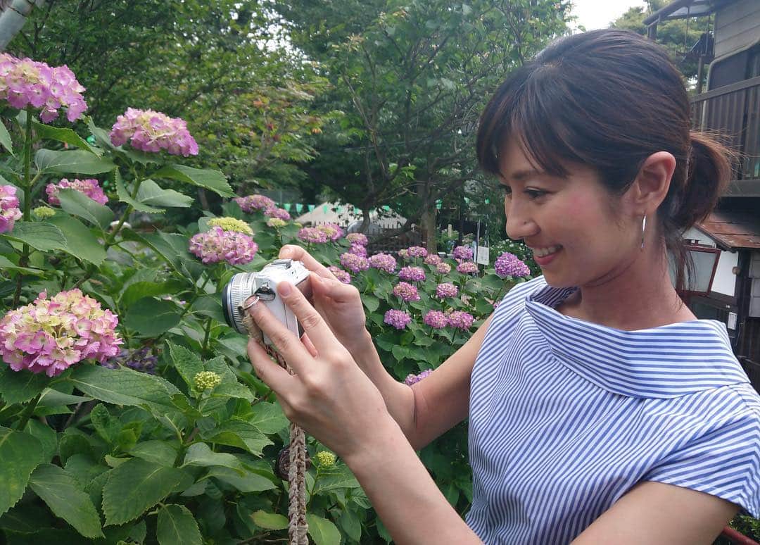 のインスタグラム：「白山神社に行ってきました!﻿ あさってから文京あじさいまつりが開催。﻿ ﻿ 関東甲信地方は﻿ 明日、梅雨入りになりそうです。﻿ ﻿ #酒井千佳﻿ #ひとこと日記﻿ #ライブニュースイット﻿ #フジテレビ」