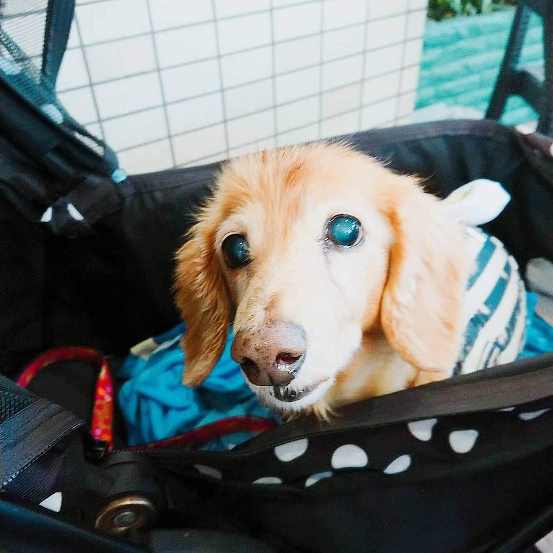 ピックさんのインスタグラム写真 - (ピックInstagram)「ドクター👨‍⚕️🐶ピックだよー なんちゃって✨ 、 @gin.natsu なっちゃんが、最近体調がいまいちで、いろいろあって、塞ぎ混んでたから、 、 今日は、セラピーピックちゃん連れて、 励ましてきたよ👌 、 銀ちゃんは、カフェだと、わんわんわんわん🐶しちゃうから、お留守番 ピックは、誰か吠えると、お利口に寝れなくてね😫😫😫 、 朝から、#ハレマウマウ  さんで、ランチして、なっちゃん所にお邪魔して❗ 、 １日過ごしてきたよ👌 、 カフェで、なっちゃんに届け物をしたピック 役目は果たせたかな👍 、 カフェのランチはなっちゃんがご馳走してくれました😘😘😘😘😘 、 とっても美味しくて❗ご馳走さま✌️😍😘 、 なっちゃん💖💖少しでも元気になってくれたら嬉しいよ👌 、 #カフェ #ランチ #名古屋カフェ #からあげ  #ごちそうさまでした  #instadog #ilovedog #dogstagram #west_dog_japan #all_dog_japan #todayswanko #cafe #犬友 #ミニチュアダックス #ミニチュアダックスフンド #イヌスタグラム #いぬすたぐらむ #犬 #だいすき #美容 #ダイエット #いぬドル #かわいい #シニア犬 #14歳 #ピック #モデル犬 #イケワン #わんわん小学校」6月6日 19時54分 - pick09040904