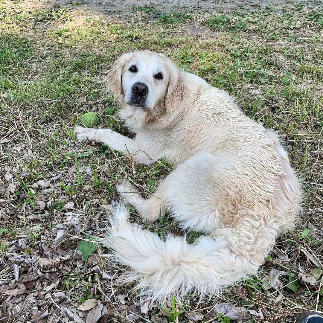 P太郎ママさんのインスタグラム写真 - (P太郎ママInstagram)「ビフォー めくって… アフター ！！！！ #ゴールデンレトリバー  #goldenretriever  もはや言葉がない。 野良犬だって、アンタよりはキレイだろーよ。」6月6日 19時48分 - ptarodada