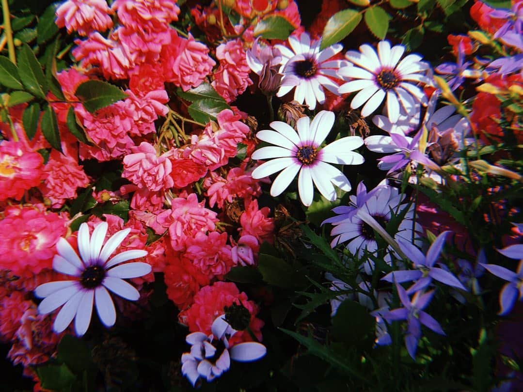 神崎れなさんのインスタグラム写真 - (神崎れなInstagram)「#花撮り探検隊#花#flower#カラフル#colorful#art#アート#フォト#phot#Instagram#本日も#お疲れ様でした」6月6日 19時50分 - kanzakimon