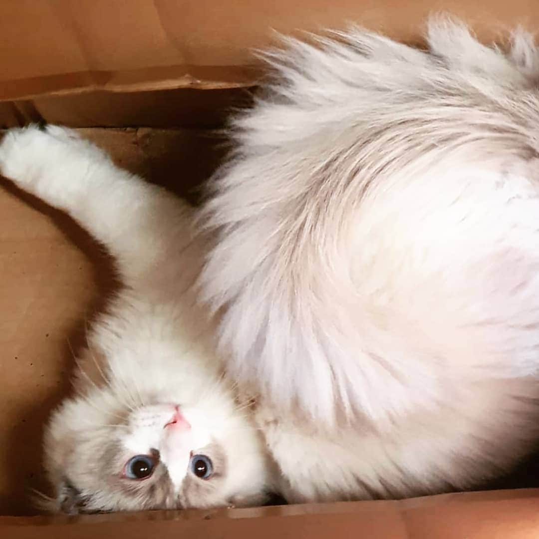 CatStockerのインスタグラム：「Hello! #catstocker is here!  Follow our FURRriend @katara_princess_of_power  Scroll right for more pictures 👉 . . . . .  #cat #neko #mačka #chat #kočka #котка #kot #кіт #mače #кошка #кот #katze #gato #gatto #kissa #kattunge #猫 #고양이 #貓 #kedi #köttur  #子猫 #חתול #кішка #gatinho #котенок #子猫 #gatito #kitten」