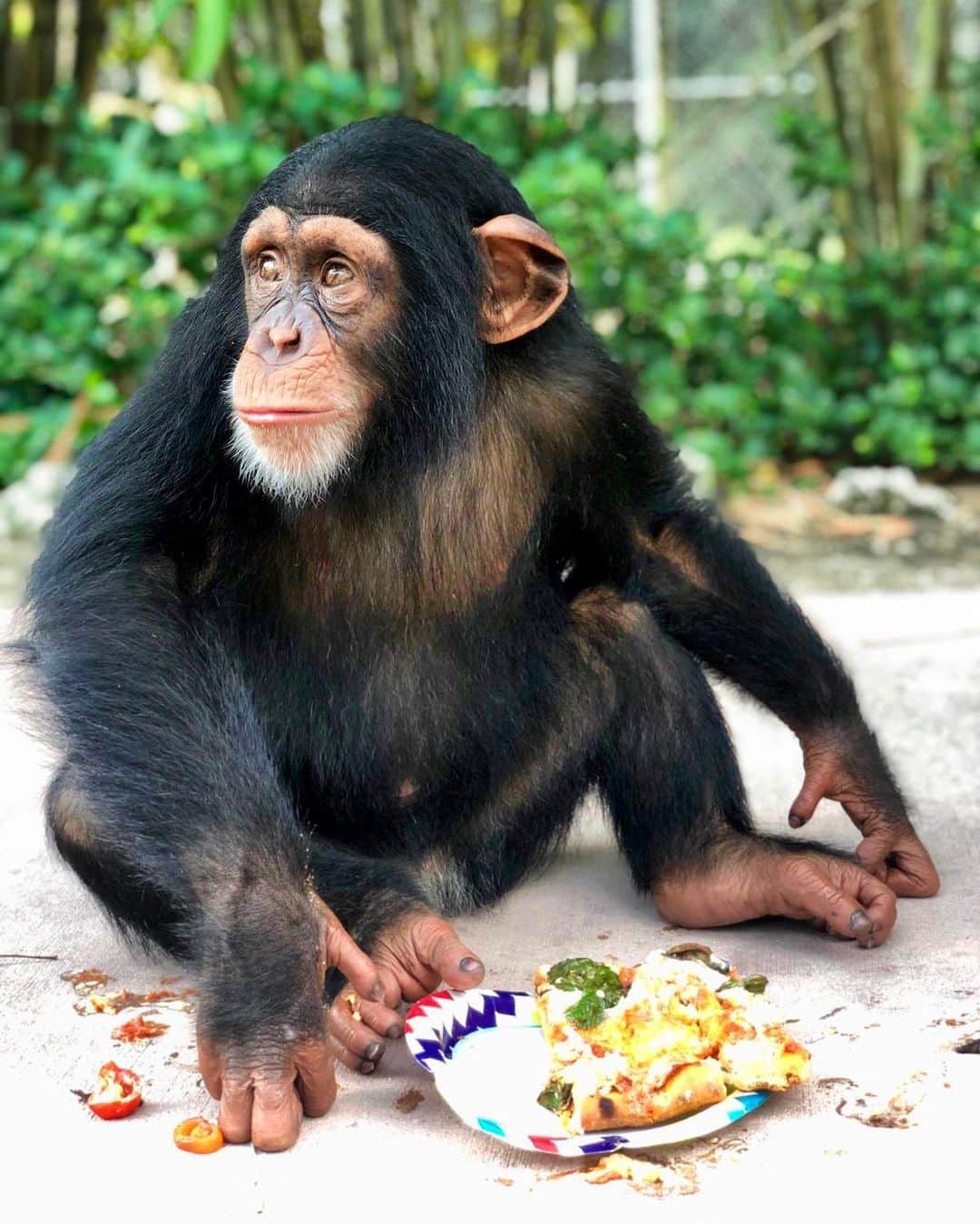 Zoological Wildlife Foundationさんのインスタグラム写真 - (Zoological Wildlife FoundationInstagram)「Limbani be like, don’t be looking at my food 😂💙 . #chimpanzee #chimp #enrichment #criticallyendangered #zwfmiami #zwf」6月7日 1時20分 - zwfmiami