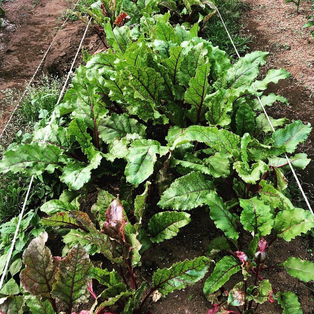HI-Dさんのインスタグラム写真 - (HI-DInstagram)「今年はビーツが豊作。毎朝早朝行って水やりしたり土寄せや追肥をして手間かけて無農薬で育てた。今年のは葉もきれい。もう少し大きくなったら収穫の時期。楽しみだなぁ。 #beet #beets #無農薬野菜 #ビーツ #食べる血液 #健康野菜 #vegi #vegetables #vegetable」6月6日 20時04分 - hid_hideo_jp_suomi