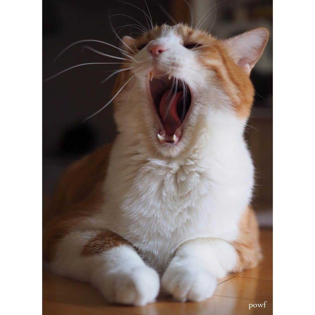 anemone_69のインスタグラム：「. #あくび #あくび猫 . #ハカセとキョウジュ #茶トラ白 #茶白 #cat #猫 #保護猫 . . .」