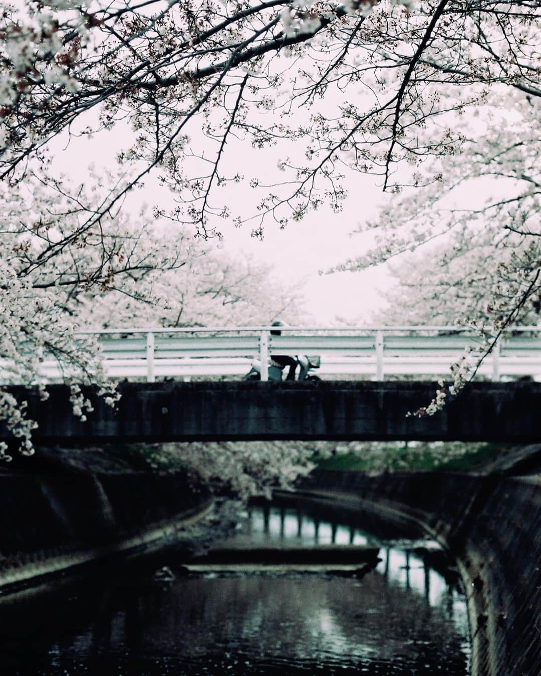 tetsuya.iさんのインスタグラム写真 - (tetsuya.iInstagram)「• #filmphotography #filmisnotdead • #rnifilms」6月6日 20時16分 - r_papa