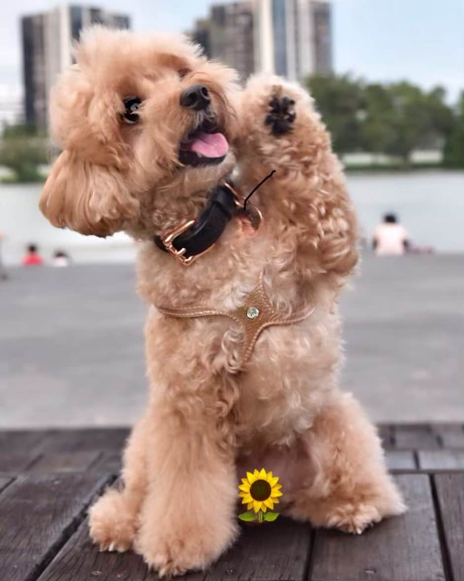 Truffle??松露?トリュフのインスタグラム