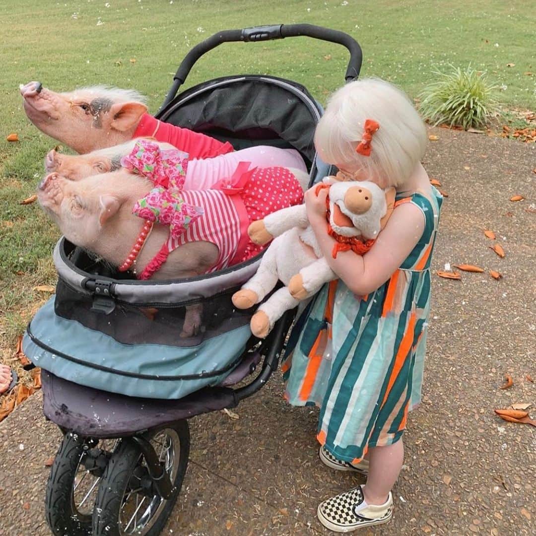 のインスタグラム：「Best Play-date Ever! Pop and I took the kids to play with Nova, the daughter and niece of two of two of mommy’s favorite Instagram sisters @elsielarson and @emmaredvelvet. We had fallen in love with Nova through all her adorable pictures online with her stuffed piggies and were so excited to finally get to meet her (she’s even cuter in person). The kids had a blast, and Nova even invited them in her adorable play-house for a snack. We just loved how she got her broom and started sweeping up after them! Don’t worry Nova! They won’t leave your house a pig-sty! Pigs are really good at cleaning up crumbs! ThOINKs Elsie for inviting five pigs and pug into your house and thOINKs Nova for all the hugs and kisses. Hope you have the best birthday ever!(Swipe for more cuteness)🐷💕👧🏼#nashville #PiggyPenn #PoseyandPink #PrissyandPop」
