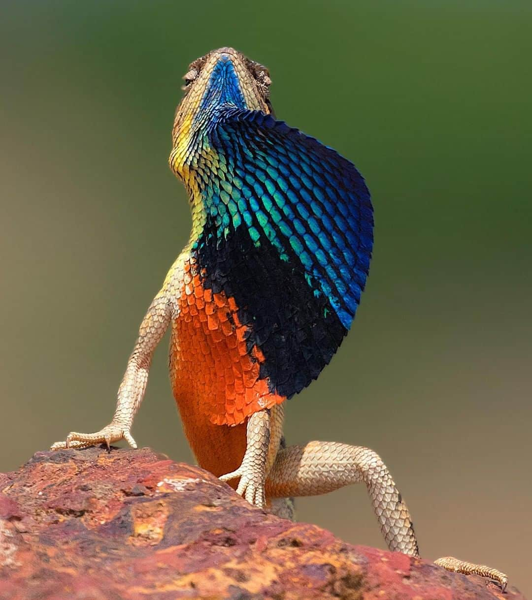 Discoveryさんのインスタグラム写真 - (DiscoveryInstagram)「"This fan-throated lizard is ready to strut his stuff.” 💃🏽 📸 + caption by Pratik Humnabadkar (@pratikhumnabadkar) . . . . #photography #photooftheday #explore #naturephotography #nature #potd #travelIG #lizard #reptiles #reptileIG #fanthroatedlizard #colorful #Satara #India #pride」6月6日 20時52分 - discovery