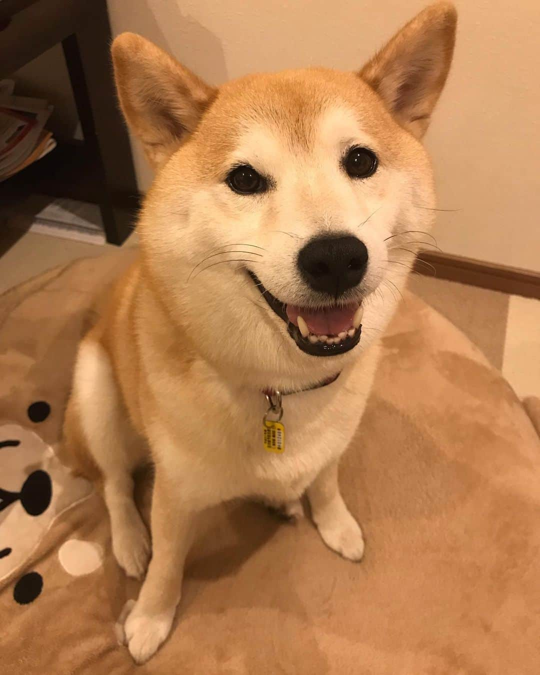 柴犬のモモさんのインスタグラム写真 - (柴犬のモモInstagram)「最近、朝はモモさんがご飯食べない、夜はモモさんがご飯食べた、という投稿ばっかりになってますね。 そして今日もモモさんは晩御飯は食べました。 朝は食べたくないなら食べないで良しとし、夜多めに食べてもらうことにしました。 #いぬ #イヌ #犬 #柴犬 #赤柴 #日本犬 #犬バカ部 #ふわもこ部 #いぬら部 #癒しわんこ #柴犬マニア #犬のいる暮らし #口角キュキュッと部 #shiba #shibainu #shibadog #dogstagram #dogsofinstagram #shibastagram #shibasofinstagram #shibamania #inu #instadog #toyota_dog」6月6日 20時54分 - shi_ba_i_nu_momo