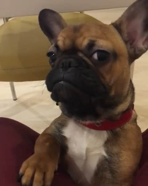 French Bulldogのインスタグラム