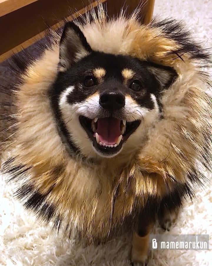 まめ丸のインスタグラム：「* * えっ🐶❓ 黒柴はライオン🦁さんになれないの🐶💦❓❓ --------------------------------- ライオンさん🦁っぽいお写真もあるんだからね🐶💦 ブログにのせたからみてね🐶📖 * I am Lion🐶🦁💓 --------------------------------- I updated my blog🐶💓 The URL is in my profile. Please visit it if you have time❣️ * #全然ライオンさんにみえないって❓ #だまされた #ママのコートのファーをイタズラしてたらイタズラされちゃった * #柴犬#豆柴#柴#黒柴#犬#ふわもこ部#shiba#shibainu#shibastagram#shibadog#puppy#instadog#dogstagram#dog#instashiba#petstagram#pet#cutepetclub#강아지#멍스타그램#doglover#ilovemydog#weeklyfluff#まめ丸かぶりもの」