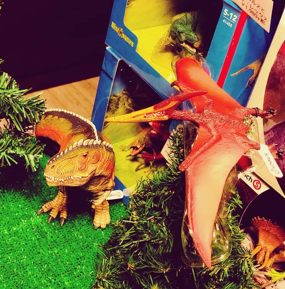 kidzoo+のインスタグラム：「【15008 プテラノドン】  プテラノドンは白亜紀に生息した最大級の翼竜。 後頭部の大きく骨ばったとさかは、長いくちばしとのバランスをとる役目を果たしていました。 翼をはばたかせるのではなく、風を利用してグライダーのように飛んでいたと考えられています。 【14543  ギガノトサウルス（オレンジ）】 白亜紀後期に生息した大型肉食恐竜ギガノトサウルス。有名なティラノサウルスレックスと似ているため間違われることが多いのですが、ギガノトサウルスのほうが骨格がしっかりしていて歯も短かったことが分かっています。 脳も小さかったとか。 とはいえ、どちらも危険な動物だったことには変わりありません。  #フィギュア #kids #シュライヒ #玩具屋 #kidzooplus #名古屋市名東区 #恐竜 #ダイナソー #プレゼント #誕生日プレゼント #ジオラマ」