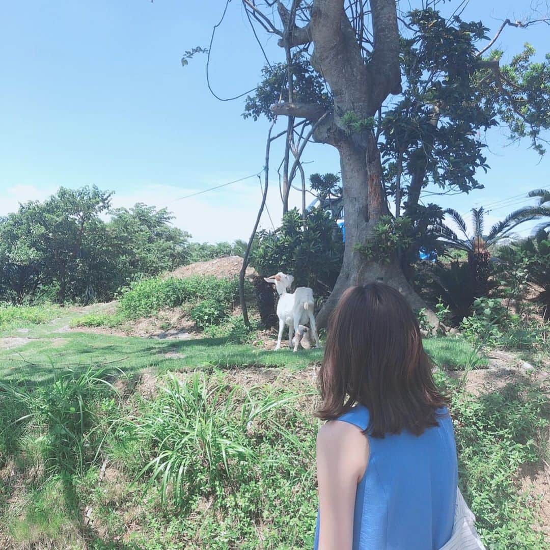 岩﨑名美さんのインスタグラム写真 - (岩﨑名美Instagram)「島のいたる所に🐐 ４枚目、ずっとお母さんやぎが子供やぎを守ってるの👼 癒されました♡  #奄美大島  #旅フォト」6月6日 21時48分 - nami_iwasaki