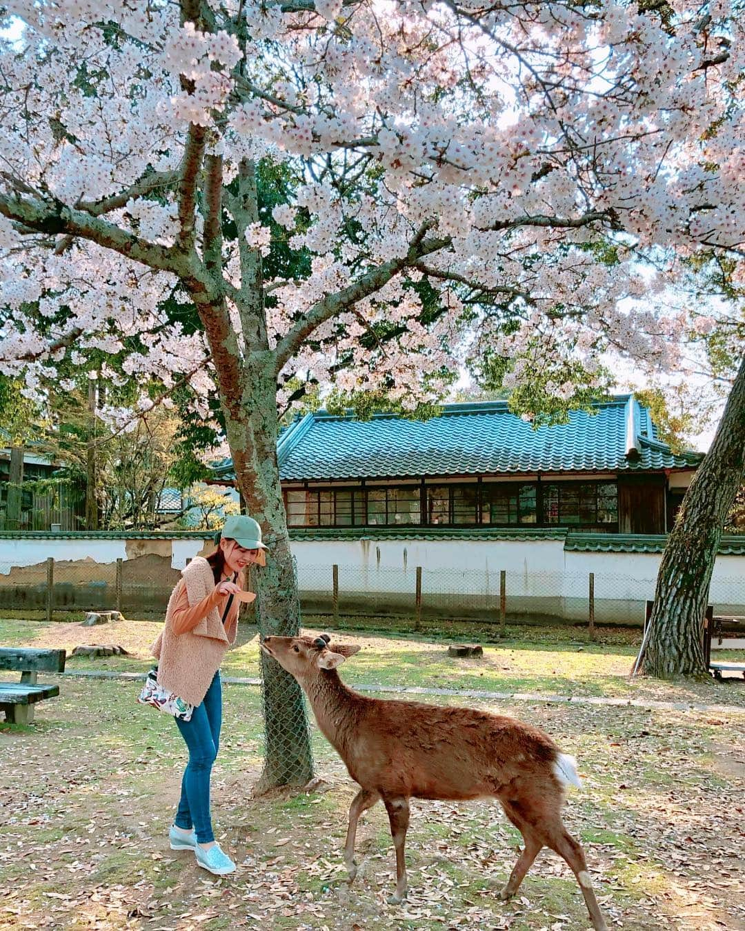 真衣ひなのさんのインスタグラム写真 - (真衣ひなのInstagram)「. そう、桜が満開の頃… お仕事で奈良県へ行ってきたのですが 初！ゲストハウスに一泊。(改めて載せます) 翌日、初！奈良公園へ。そもそも初！奈良。 人生でこんなに沢山の鹿を見たことが無い。 そして人生最大のモテ期到来は、 鹿コーデのおかげでは無さそうだった。 鹿せんべい🍘この魔法のアイテムを 手にするや否、鹿たちの目付きが変わった。 推し(体が小さい子)にあげたいのに みんな凄い勢いでふんだくるから怖かった。 (最後動画です→→→スワイプしてね) . #拒んでもどこまでも追いかけてくる #情熱的なスキンシップ #私は夢中で走り続けた #常に横断歩道スタイルで右手挙手 #我に返るとうっかり鼻がもげかけた #靴底に大量の(放送自粛) #親切な人の手助けで綺麗サッパリ洗い流し #残ったのは彼らとの淡い春の思い出だけ #あおはる2019」6月6日 21時51分 - hinano_mai