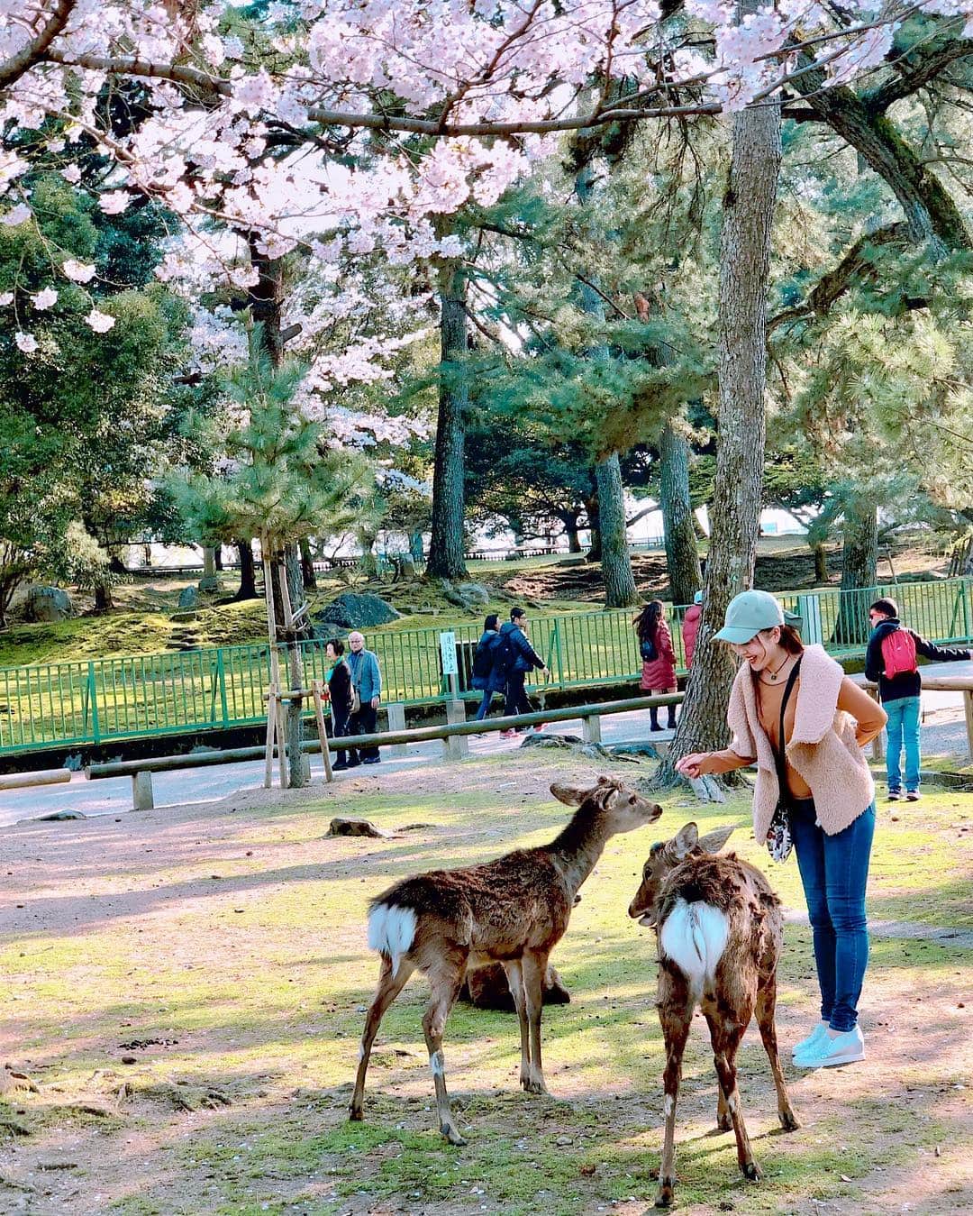 真衣ひなのさんのインスタグラム写真 - (真衣ひなのInstagram)「. そう、桜が満開の頃… お仕事で奈良県へ行ってきたのですが 初！ゲストハウスに一泊。(改めて載せます) 翌日、初！奈良公園へ。そもそも初！奈良。 人生でこんなに沢山の鹿を見たことが無い。 そして人生最大のモテ期到来は、 鹿コーデのおかげでは無さそうだった。 鹿せんべい🍘この魔法のアイテムを 手にするや否、鹿たちの目付きが変わった。 推し(体が小さい子)にあげたいのに みんな凄い勢いでふんだくるから怖かった。 (最後動画です→→→スワイプしてね) . #拒んでもどこまでも追いかけてくる #情熱的なスキンシップ #私は夢中で走り続けた #常に横断歩道スタイルで右手挙手 #我に返るとうっかり鼻がもげかけた #靴底に大量の(放送自粛) #親切な人の手助けで綺麗サッパリ洗い流し #残ったのは彼らとの淡い春の思い出だけ #あおはる2019」6月6日 21時51分 - hinano_mai