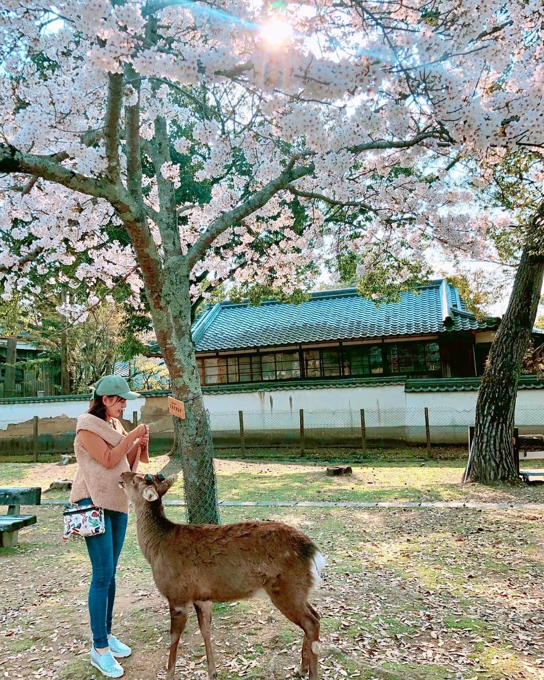 真衣ひなのさんのインスタグラム写真 - (真衣ひなのInstagram)「. そう、桜が満開の頃… お仕事で奈良県へ行ってきたのですが 初！ゲストハウスに一泊。(改めて載せます) 翌日、初！奈良公園へ。そもそも初！奈良。 人生でこんなに沢山の鹿を見たことが無い。 そして人生最大のモテ期到来は、 鹿コーデのおかげでは無さそうだった。 鹿せんべい🍘この魔法のアイテムを 手にするや否、鹿たちの目付きが変わった。 推し(体が小さい子)にあげたいのに みんな凄い勢いでふんだくるから怖かった。 (最後動画です→→→スワイプしてね) . #拒んでもどこまでも追いかけてくる #情熱的なスキンシップ #私は夢中で走り続けた #常に横断歩道スタイルで右手挙手 #我に返るとうっかり鼻がもげかけた #靴底に大量の(放送自粛) #親切な人の手助けで綺麗サッパリ洗い流し #残ったのは彼らとの淡い春の思い出だけ #あおはる2019」6月6日 21時51分 - hinano_mai