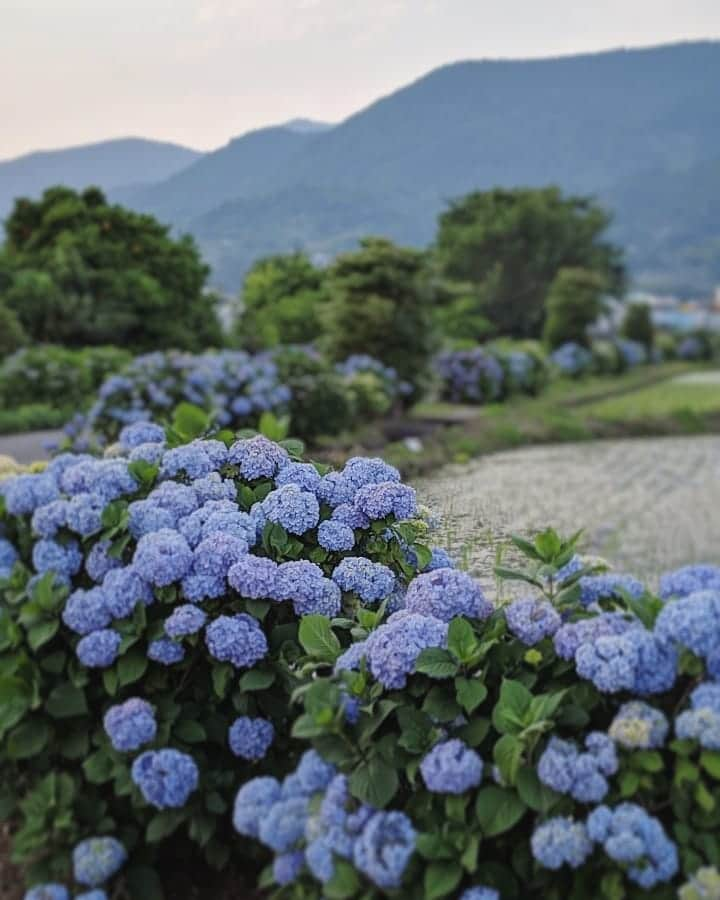 masayaさんのインスタグラム写真 - (masayaInstagram)「開成町あじさい祭り Knagawa Prefecture Japan  #あじさい #flowers #Hydrangeas #Hydrangea  #sponsored #googlepixel #Pixelで撮影 #teampixel #アジサイ #紫陽花」6月6日 21時55分 - moonlightice