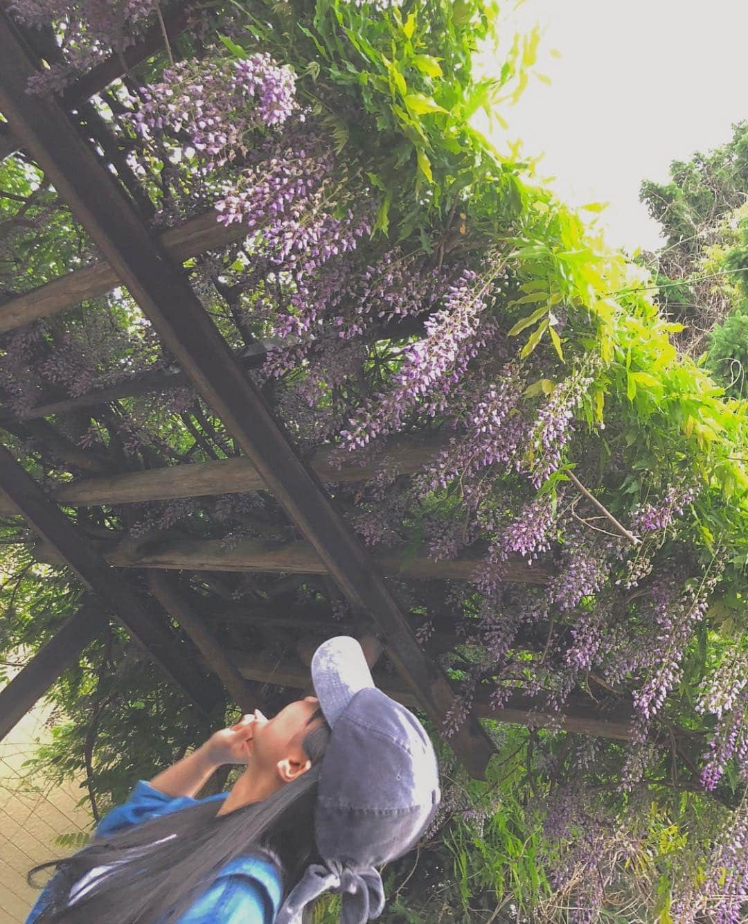 坂口渚沙さんのインスタグラム写真 - (坂口渚沙Instagram)「藤の花がたくさん咲いてた🌸  #藤の花 #藤棚」6月6日 22時11分 - nagisa_sakaguchi