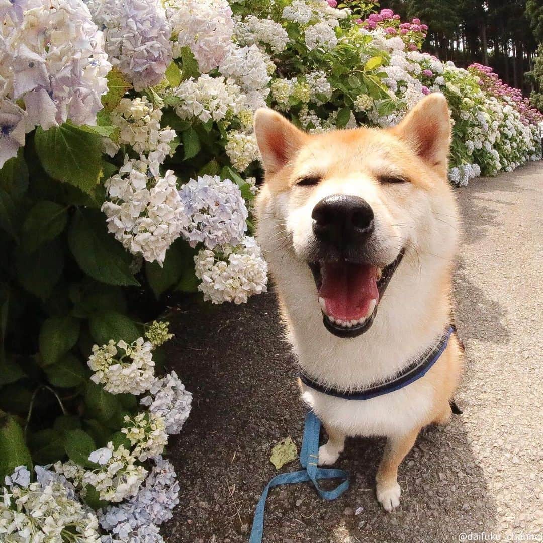 だいふくさんのインスタグラム写真 - (だいふくInstagram)「あじさい農園でニパー😂毎日、笑ってますか？🐶 smile smile smile  see you tomorrow🌙 #あじさい #紫陽花 #weeklyfluff #笑顔」6月6日 22時18分 - daifuku_channel