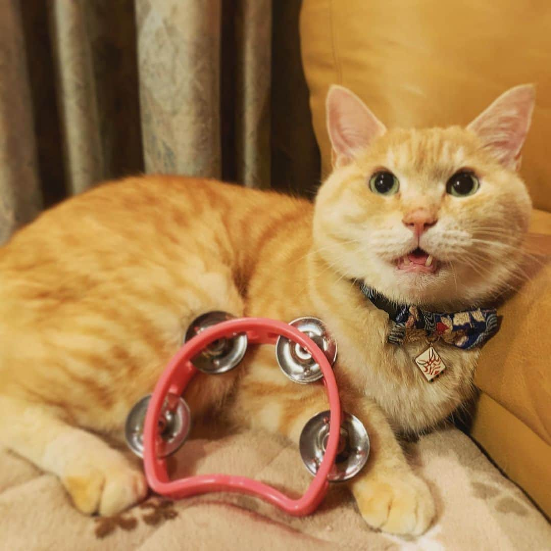 ゴンゾーさんのインスタグラム写真 - (ゴンゾーInstagram)「My mother's cat likes the tambourine. His name is Taiga. Taiga means Big river in Japanese. #BGT #BGT2019 #cat #tambourine #gonzotambourine #gonzo」6月6日 22時41分 - gonzotambourine