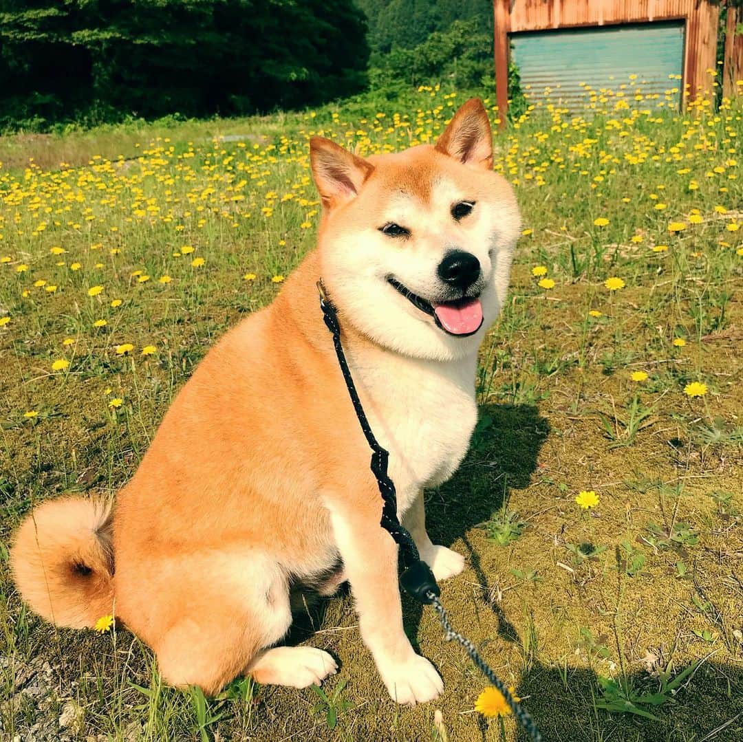 Hanamichi ＆ ℕㆁℜ〡ｋㆁ♡のインスタグラム：「🌼🌱🐕 アイドルスマイル He is my forever idol ✨」