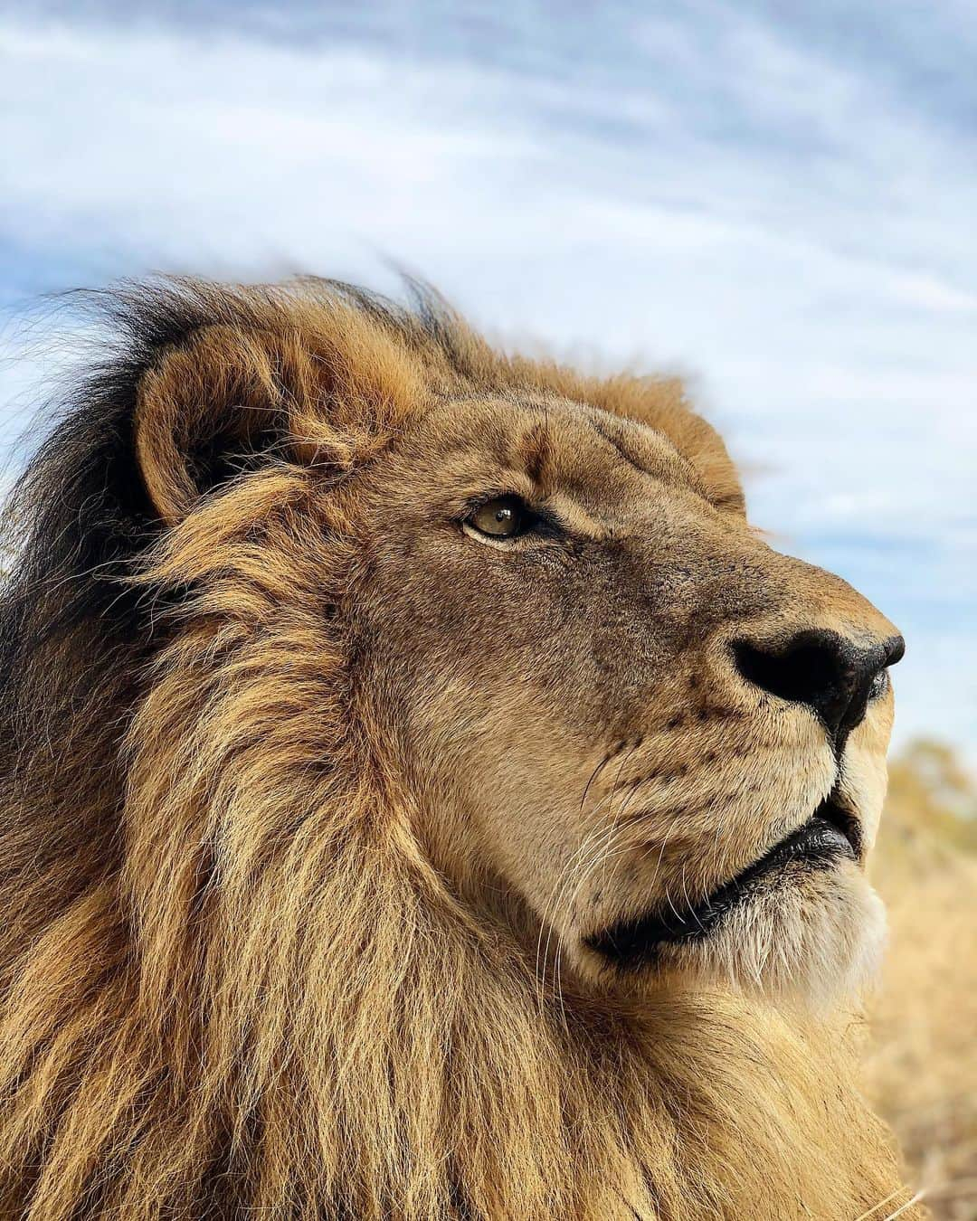 Kevin Richardson LionWhisperer さんのインスタグラム写真 - (Kevin Richardson LionWhisperer Instagram)「Absolute purrrfection! #paintingwithlight」6月6日 23時03分 - lionwhisperersa